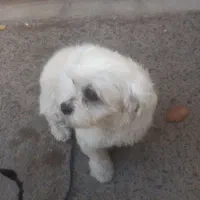 سگ ماده خوشگل|سگ|هشتگرد, شهرک بعثت|دیوار