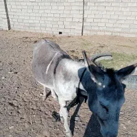 خر.|حیوانات مزرعه|سبزوار, پیروزی|دیوار