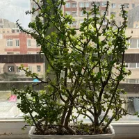 گلهای خانگی