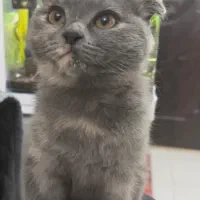 توله های اسکاتیش فولد|گربه|شیراز, معالی‌آباد|دیوار