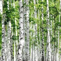 فروش درخت تبریزی ( گواخ)