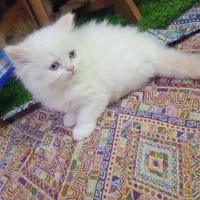 بچه گربه دوماهه