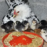 گلین خروس مرغ جوجه