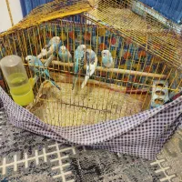 مرغ عشق دانه 200