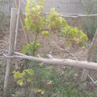 باغبان هستم|خدمات باغبانی و درختکاری|بندر ماهشهر, |دیوار