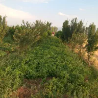 فروش فوری باغ موقعیت وقیمت بسیار مناسب|فروش دفتر صنعتی، کشاورزی، تجاری|سراب, |دیوار