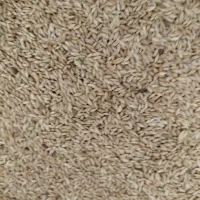 8کیلو کتان 11کیلو هفت تخم کبوتر تغیر شغل می‌فروش