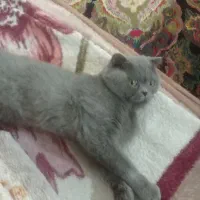 واگذاری گربه اسکاتیش مودب باهوش جنسیت نر