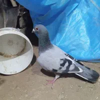 کفتر پلاکی