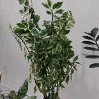 گل طبیعی آپارتمانی پدیلانتوس