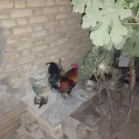 مرغ و خروس محلی