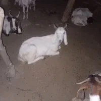 گوسفند معاوضه با پراید