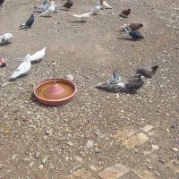 کبوتر