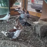 کبوتر سالم سرحال|پرنده|چاف و چمخاله, |دیوار