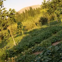 لوبیا سبز ونایی