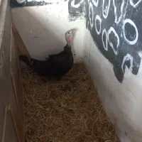 بوقلمو ۲ عدد با جوجه سالم