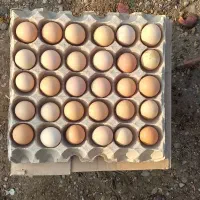 توخم مرغ محلی