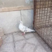 کفتر دمگیر شیویدی