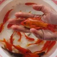 ماهی قرمز شب عید عمده