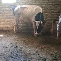 گاو مالچه