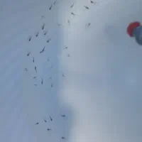 ماهی گوپی و بچه گوپی خرید معاوضه