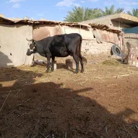 گاو وگاومیش