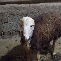 بره قوچ