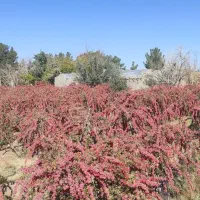 زرشک|خوردنی و آشامیدنی|مود, |دیوار