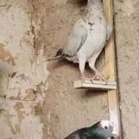 کفتر یا کبوتر