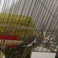 عروس هلندی ماده