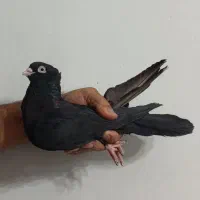 زاغ آبادانی اصیل