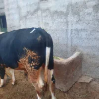 گوساله سیمنتال