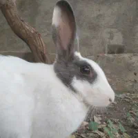 خرگوش ماده یک ساله بازیگوش