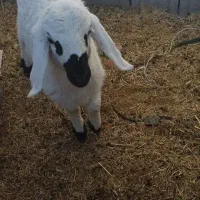 گوسفند میش|حیوانات مزرعه|سیب و سوران, |دیوار