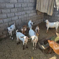 تعدادی کهره نر چاق پلم