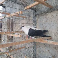 کبوتر افغانی|پرنده|وحیدیه, |دیوار