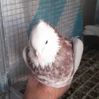 طوق شازده ای نر طوق زرد دوکاکله ماده