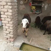 قوچ