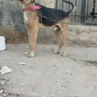 سگ سرابی عراقی پژدر