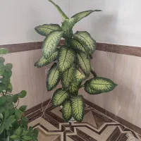 گل طبیعی زیبا