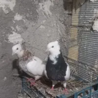 رنگی،کته