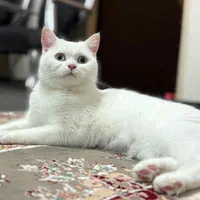 واگذاری اسکاتیش