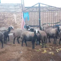گوسفند میش اصیل شال دوقلو زا|حیوانات مزرعه|دهگلان, |دیوار