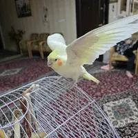 عروس هلندی ماده لوتینو آماده جفت|پرنده|بروجرد, |دیوار