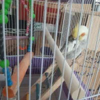 ۲ عدد عروس هلندی نره