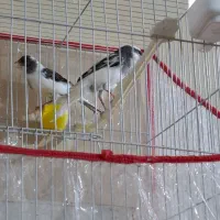 جفت قناری|پرنده|بیرجند, |دیوار