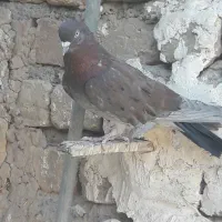 کبوترحسابی خال قدیم|پرنده|قم, یزدان‌شهر|دیوار