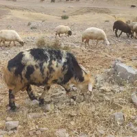 شیشک قوچ خوش خط وخال مو فر پوست گاوی