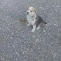 واگذاری ت و ل ه سگ|سگ|کرمانشاه, |دیوار