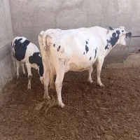 گاو